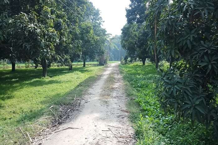 mango trees lined up