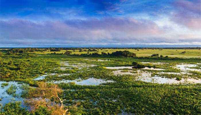 Pantanal Matogrossense National Park_22nd oct