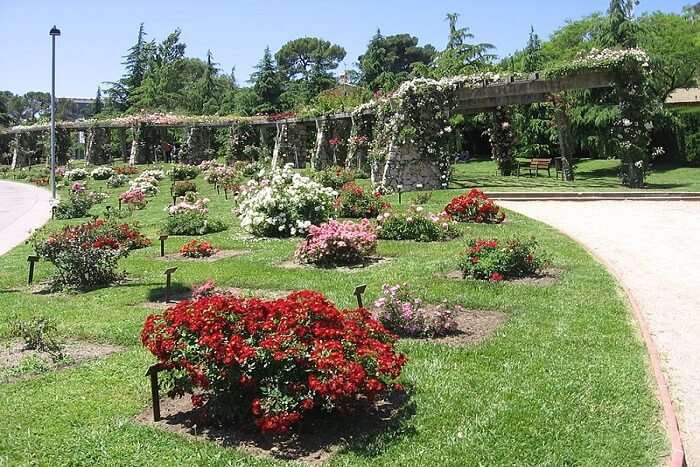 beautiful rose garden