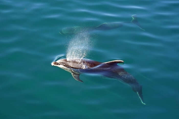 dolphin exhaling water