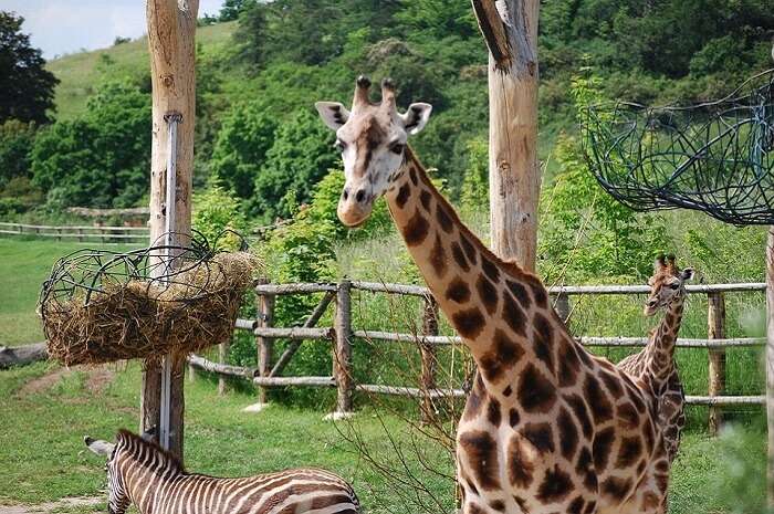 giraffe staring at a tourist