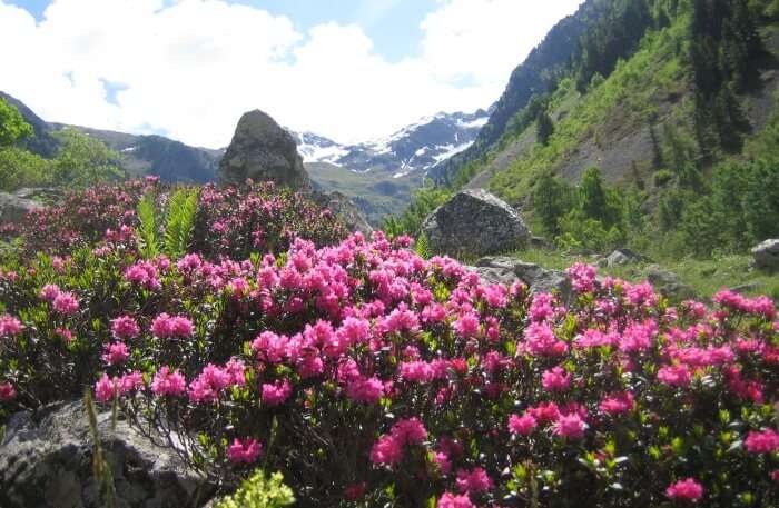 Rhododendron Trek In Sikkim