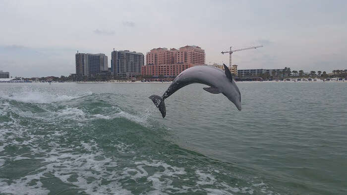 jumping dolphin