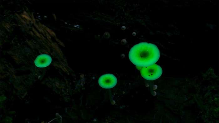 bio luminescent mushrooms