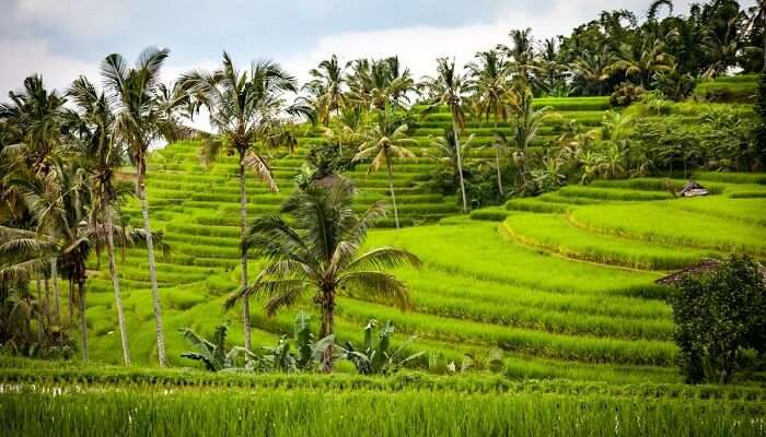 jatiluwih green land