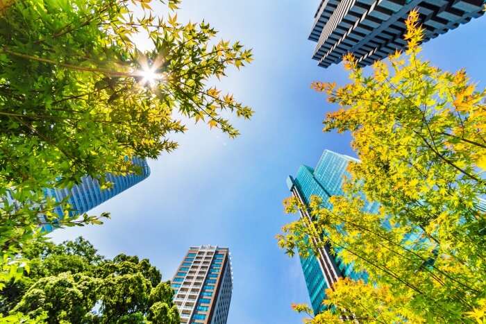 buildings and trees