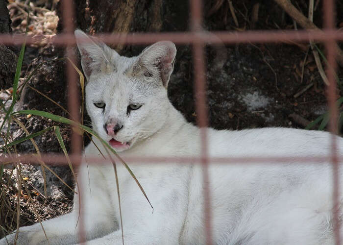 bell cat