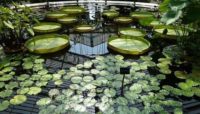 garden with water lilies