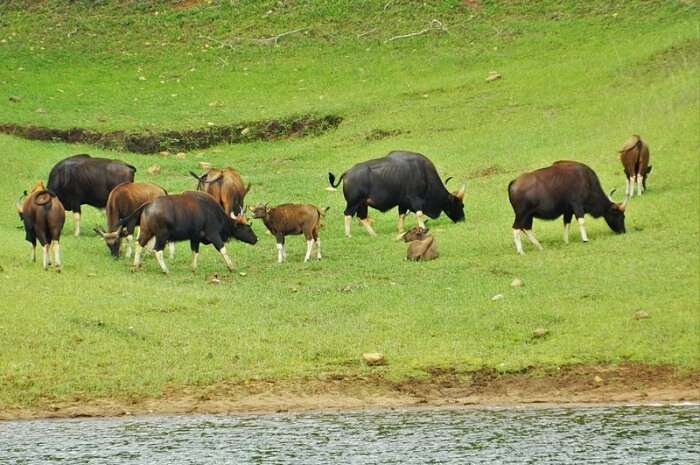 Thekkady Wildlife: A Mini Guide For All You Need To Know