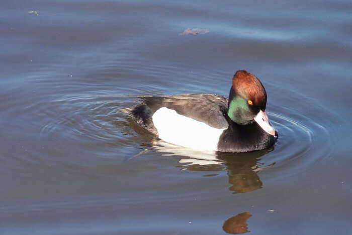 Asan Barrage Bird Sanctuary