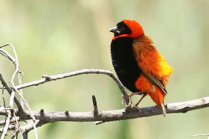 Austin Roberts Birds Sanctuary