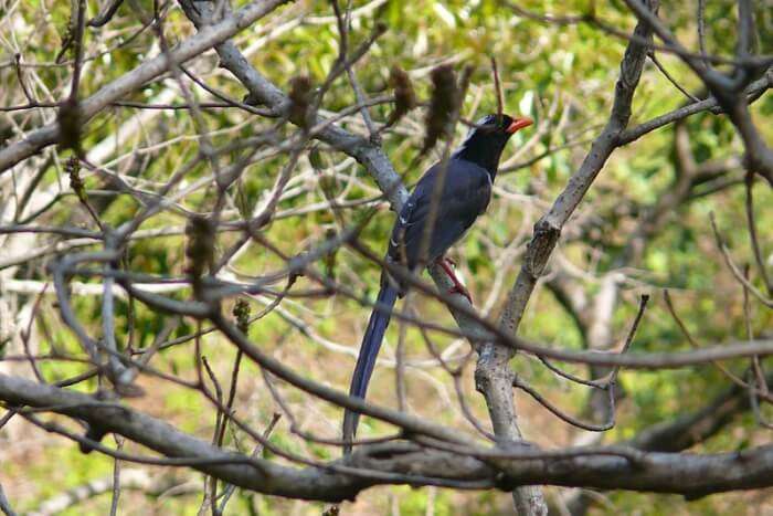 Benog Wildlife Sanctuary