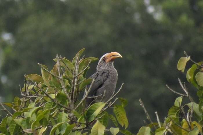 wide range of birds