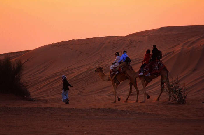 Camel Rides