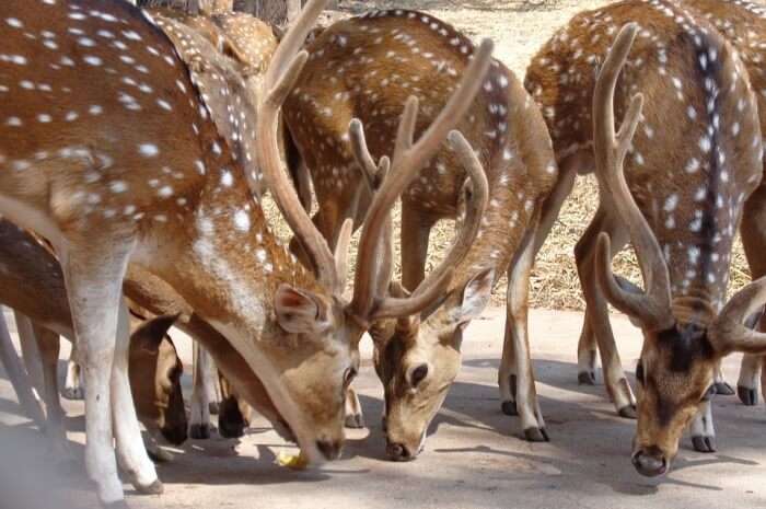 India’s biodiversity