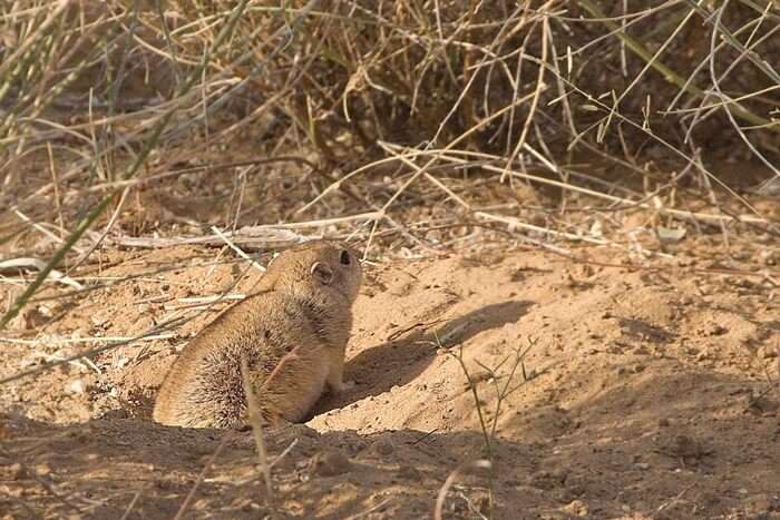 Desert National Park