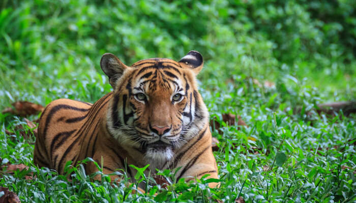 Malayan Tiger