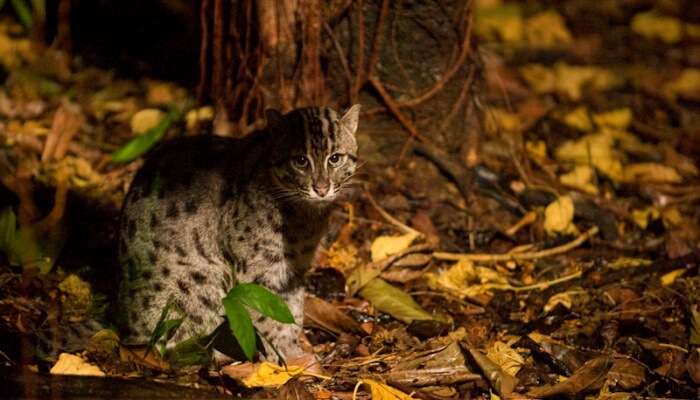 Fishing cat