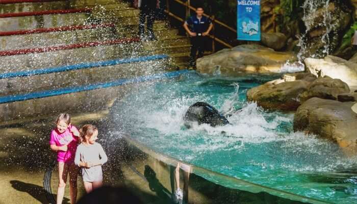 Fun Activities In The Singapore Zoo