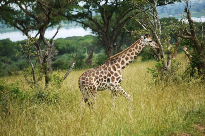 Groenkloof Nature Reserve