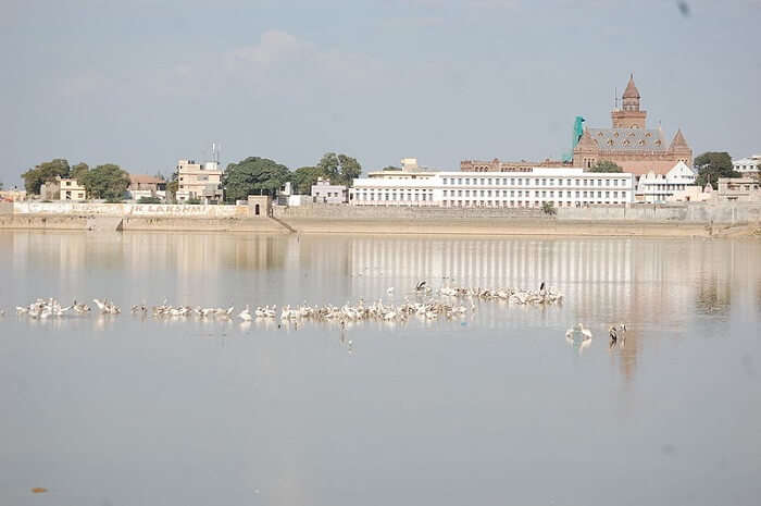 lake with birds