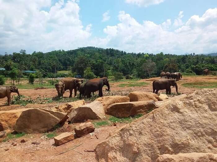innawela Elephant Orphanage