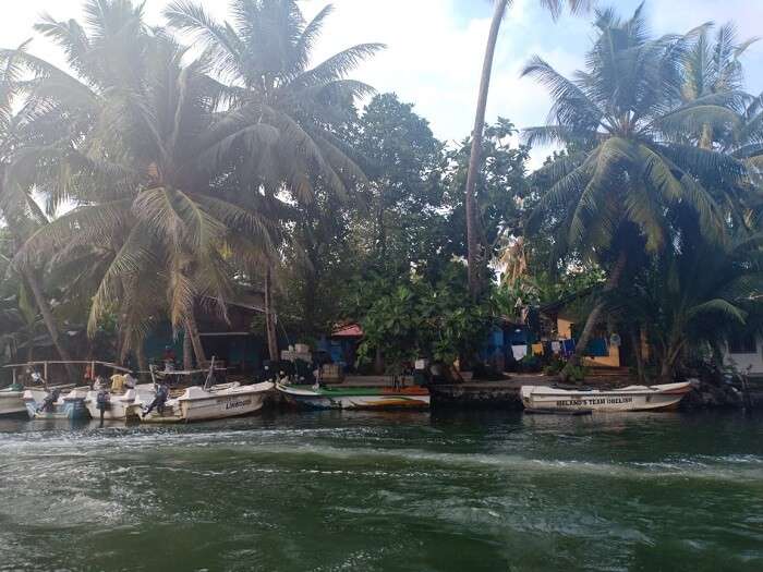 mangrove forests