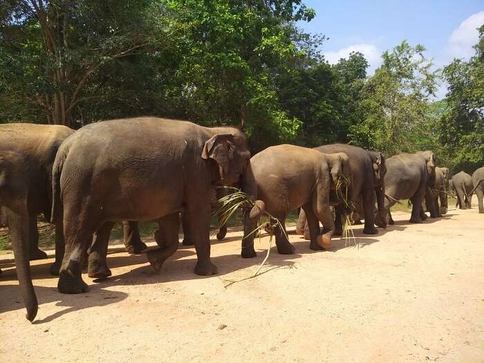 several elephants