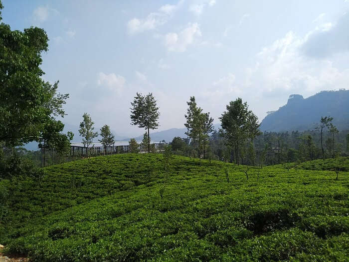 tea plantation flourished this place