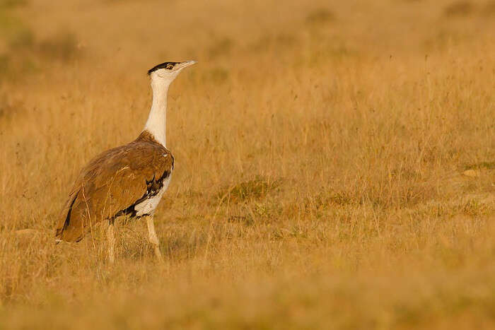 Great Indian Bustard