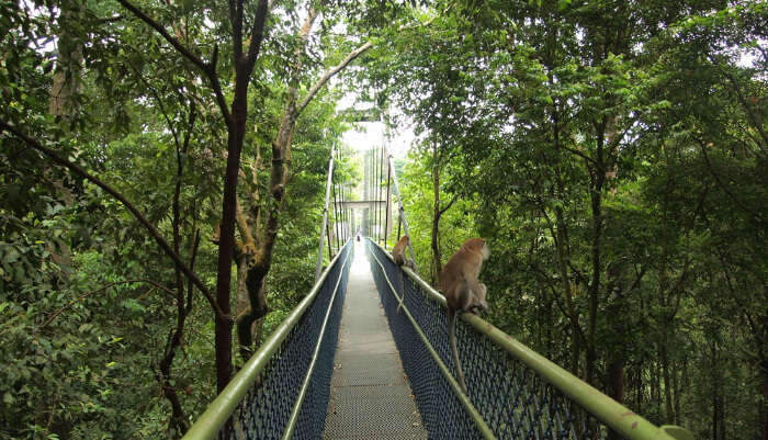 Treetop Walk