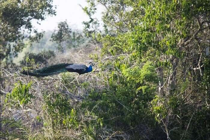 peacock in Indian forest