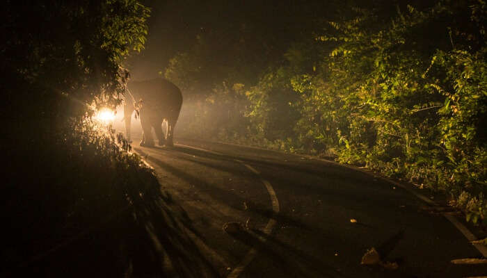 Night Safari