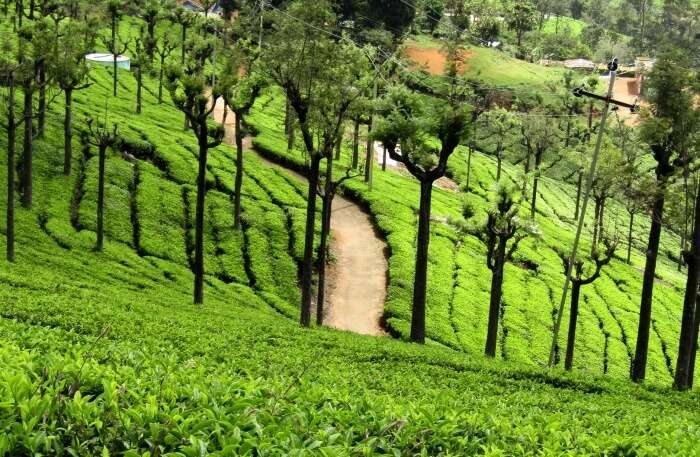 Ooty weather in monsoon