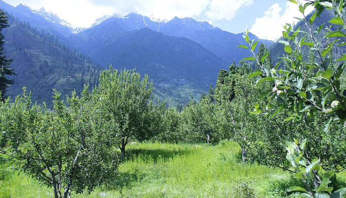 Apple Orchards at Pulga