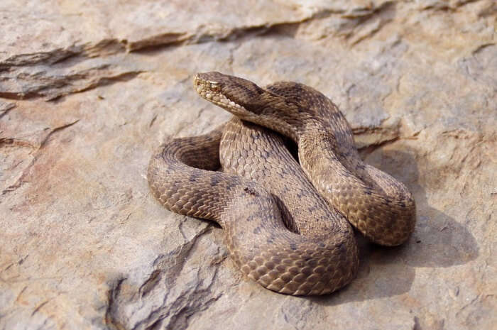 Nature Viper Venom Animals Snake Fauna Aspid