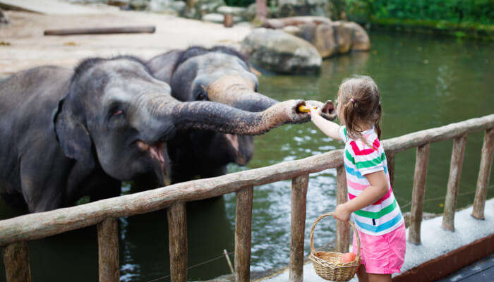 River Safari