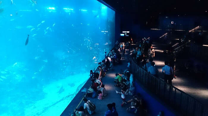 SEA Aquarium