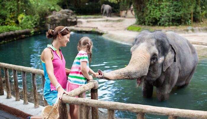 Singapore Zoo