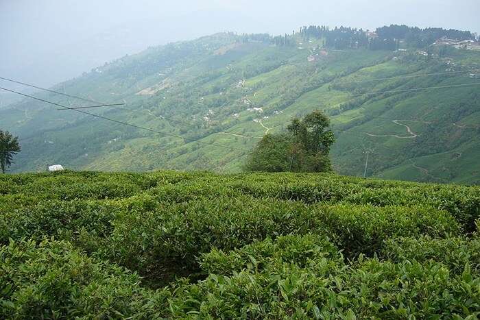 tea garden