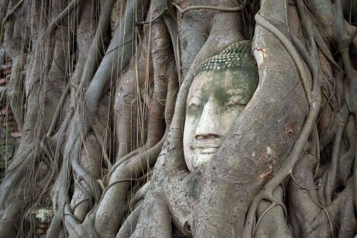 The Bodhi Tree