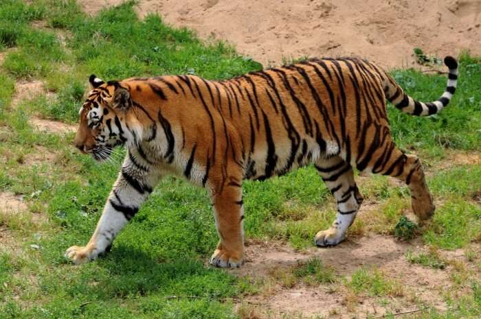 the giant cat is called a tiger