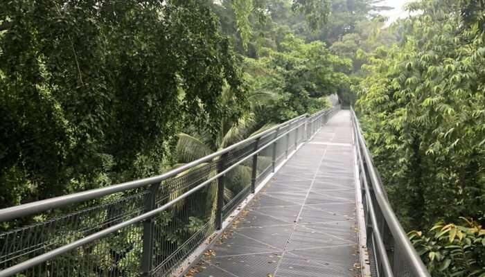 Tree Top Walking