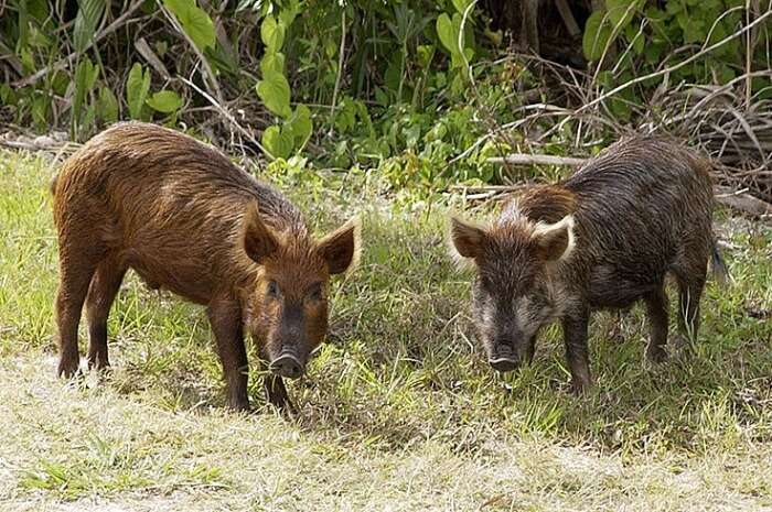 wild boar