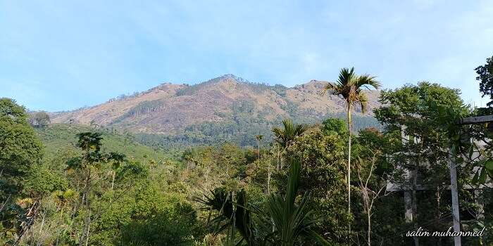 Mountain SideView