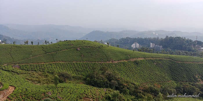 Beautiful Greenery Place