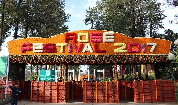 Attend The Rose Festival In Chandigarh