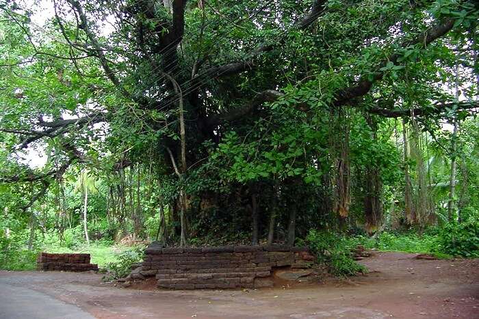 Banyan Tree in Tiptur Area