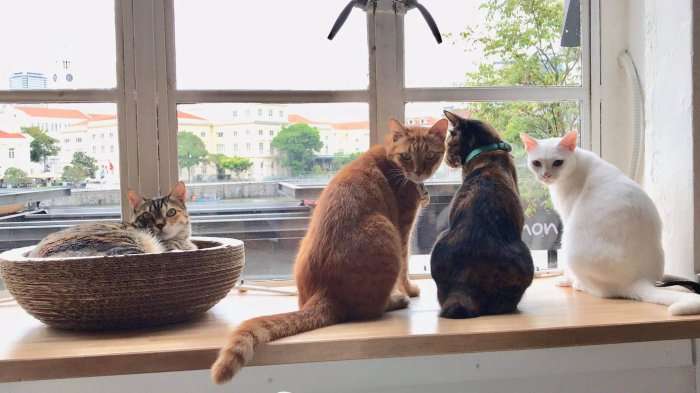 cats looking out of the window in a cafe