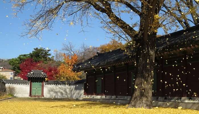 Changdeokgung Palace View